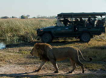 Selinda Explorers Camp: Löwe Selinda Explorers Camp: Löwe