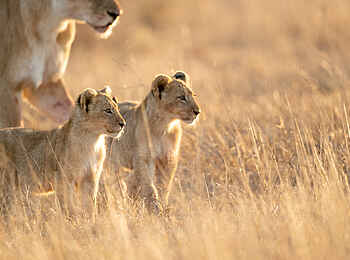 Singita Ebony Lodge: Neugierige Löwenkinder Singita Ebony Lodge: Neugierige Löwenkinder