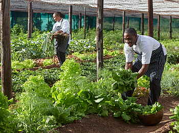 Singita Pamushana Lodge: Köche im Gemüsegarten