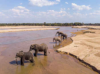 Takwela Camp: Elefantengruppe am Mwaleshi River Takwela Camp: Elefantengruppe am Mwaleshi River