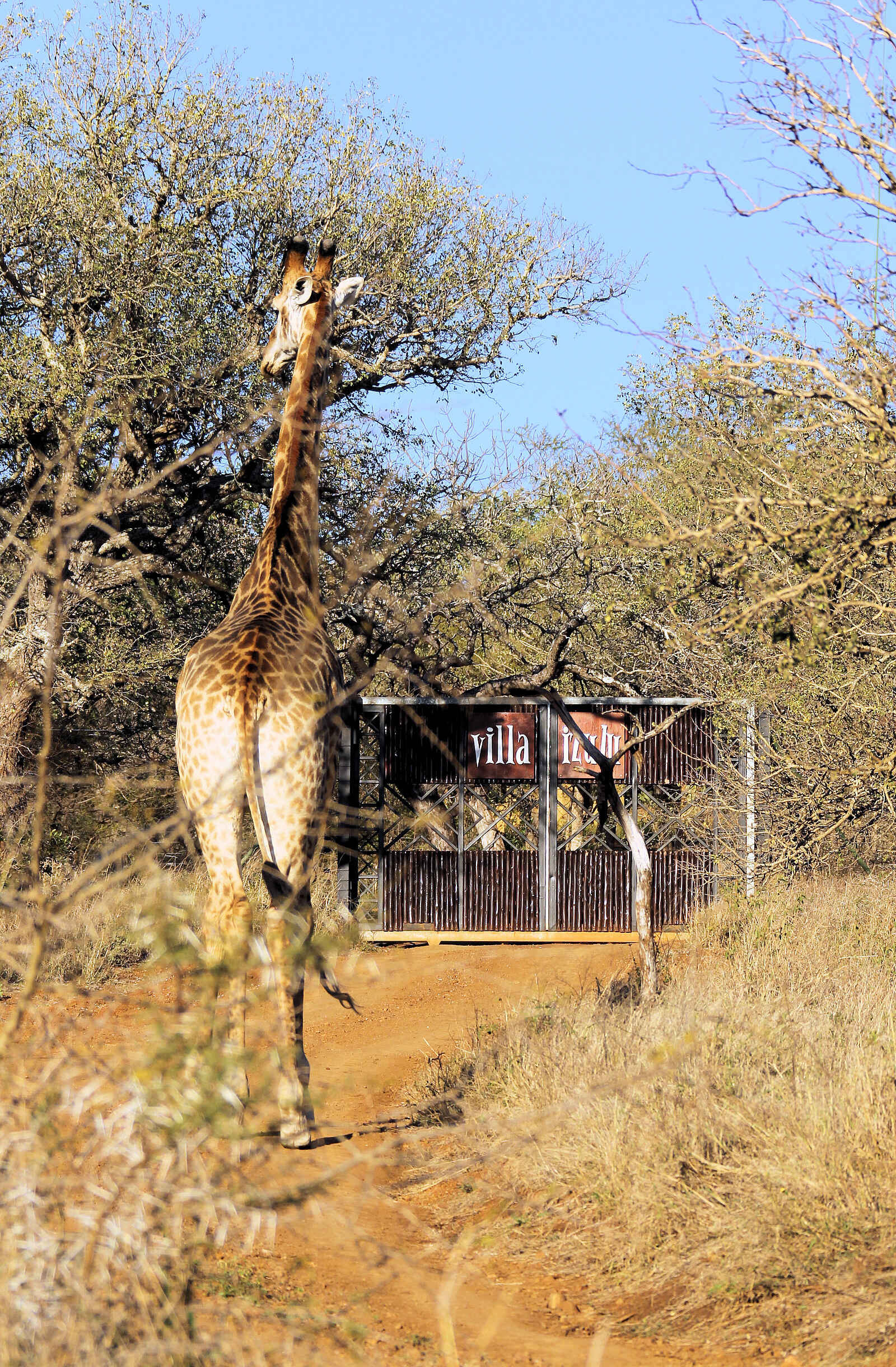 Thanda Villa iZulu: Eine Giraffe vor dem Camp Thanda Villa iZulu: Eine Giraffe vor dem Camp