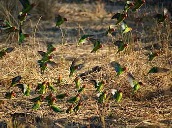 Time + Tide Mchenja: Unzertrennliche Agaporni
