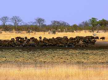 Camp Hwange: Büffelherde am Wasserloch