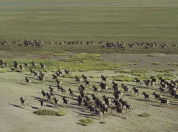 Camp Kalahari: Zebrawanderung