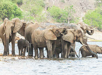 Chobe Savanna Lodge: Elefanten