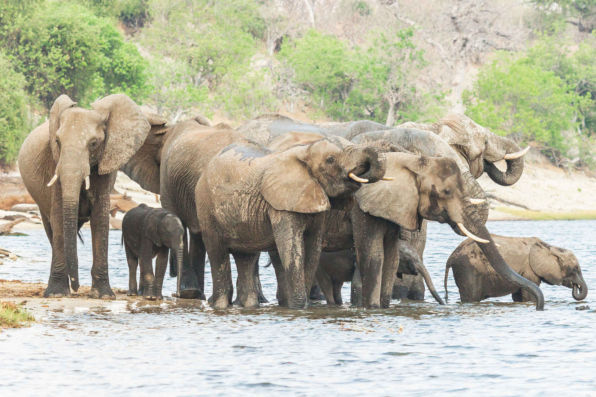 Chobe Savanna Lodge: Elefanten