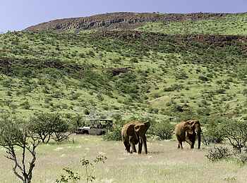 Damaraland Camp: Elefanten in frisch-grüner Landschaft