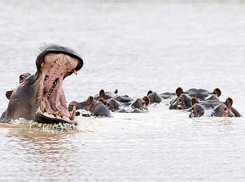 Erindi Game Reserve: Nilpferde
