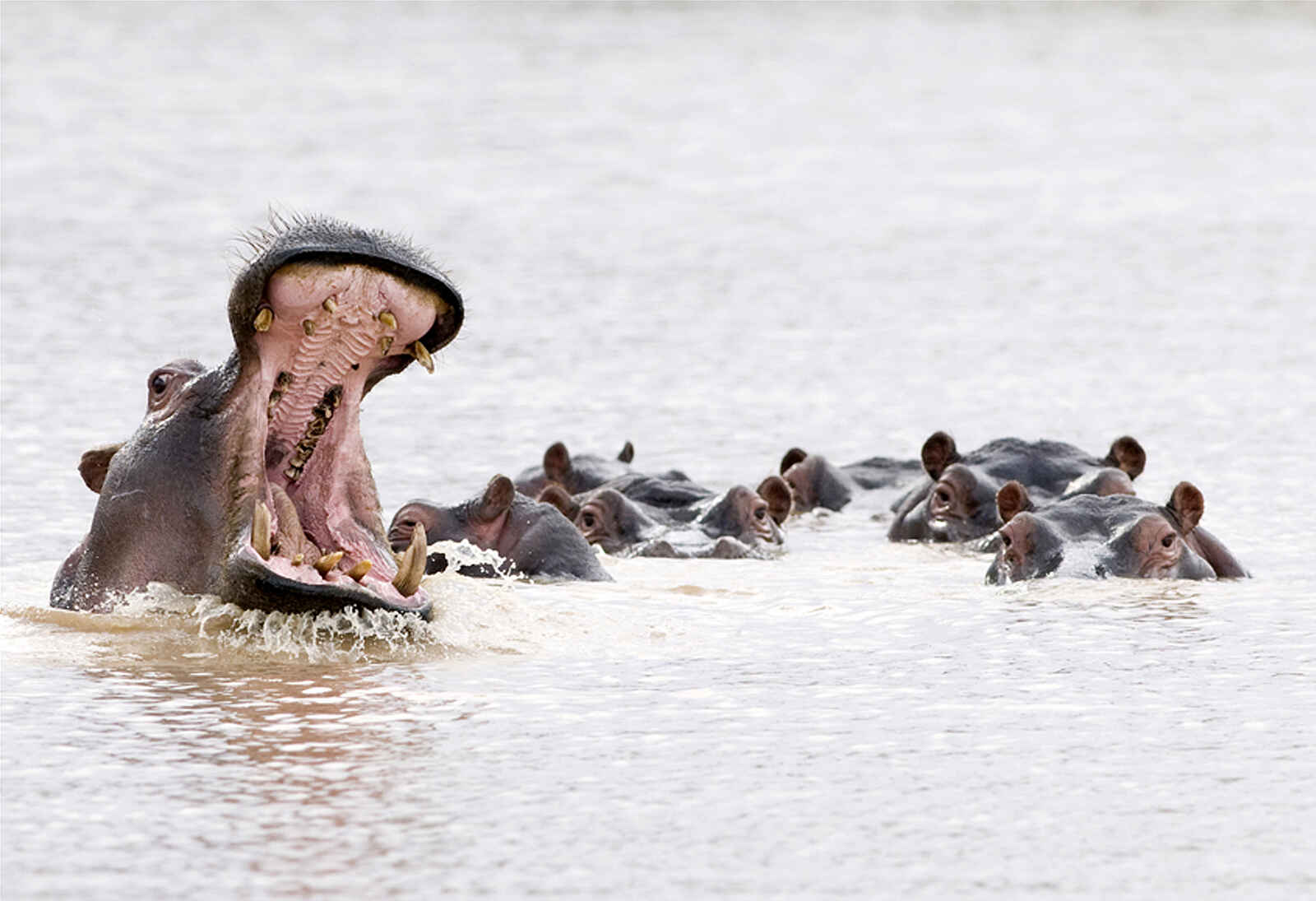 Erindi Game Reserve: Nilpferde Erindi Game Reserve: Nilpferde