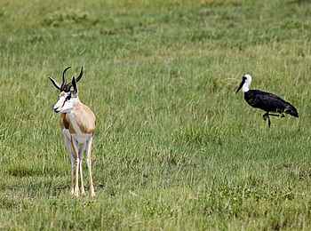 Etosha: Hoher Artenreichtum