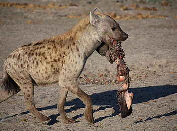 Ghoha Hills Savuti Lodge: Hyäne