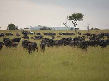 Klein's Camp: Büffelherde