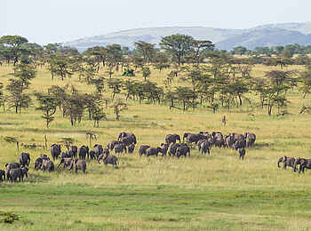 Klein's Camp: Elefantenherde