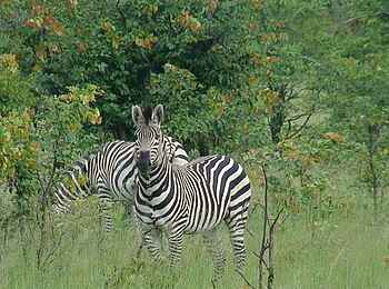 Lianshulu Lodge: Zebra Lianshulu Lodge: Zebra