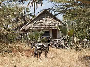 Maramboi Tented Camp: Zebras vor einem Gästezelt Maramboi Tented Camp: Zebras vor einem Gästezelt