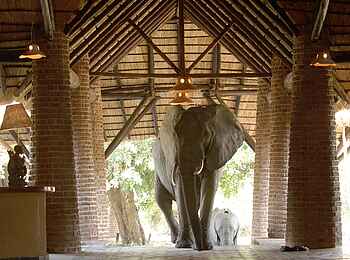 Mfuwe Lodge: Auftritt der Elefanten