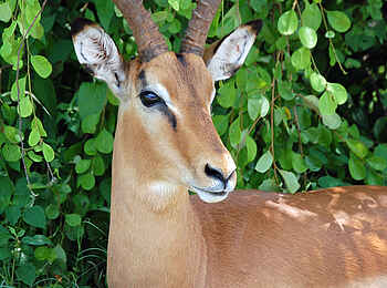 Muchenje Safari Lodge: Impala