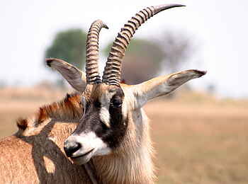 Mukambi Fig Tree Bush Camp: Eine Pferdeantilope blickt zurück