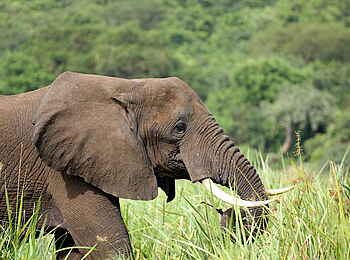 Murchison Falls National Park: Elefant im Busch Murchison Falls National Park: Elefant im Busch