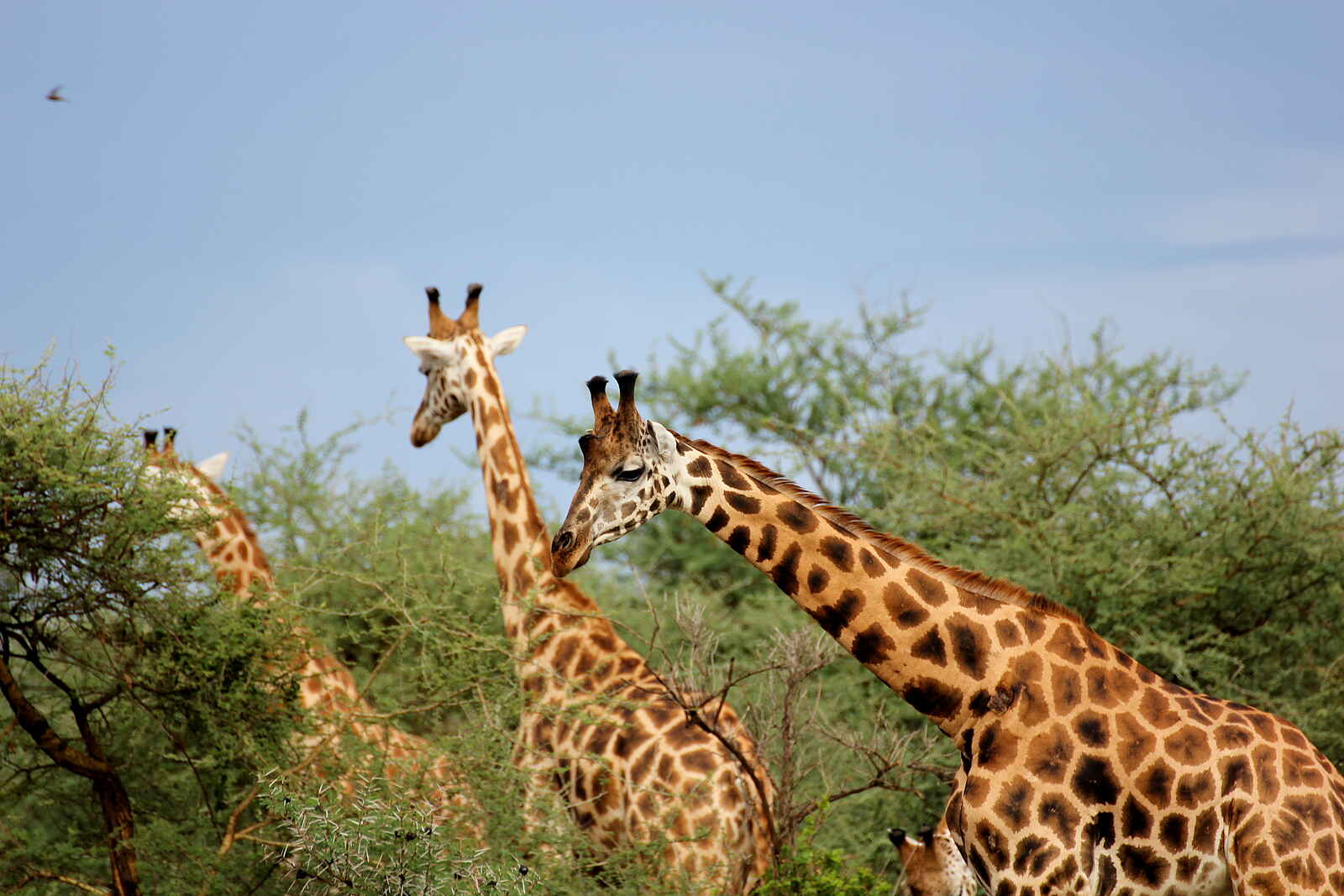 Murchison Falls National Park: Giraffen Murchison Falls National Park: Giraffen