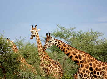 Murchison Falls National Park: Giraffen Murchison Falls National Park: Giraffen
