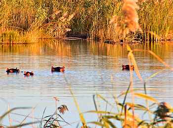 Nkasa Lupala Tented Lodge: Nilpferde Nkasa Lupala Tented Lodge: Nilpferde
