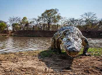 Norman Carr Safaris: Krokodil verlässt das Wasser