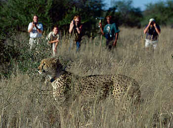 Okonjima Plains Camp: Safari mit Peilsender Okonjima Plains Camp: Safari mit Peilsender