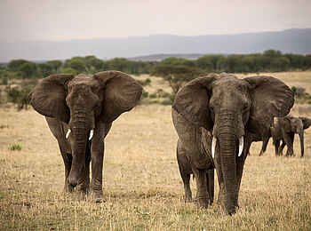 Olakira Migration Camp: Elefanten