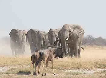 Planet Baobab: Elefanten uund Gnus Planet Baobab: Elefanten uund Gnus