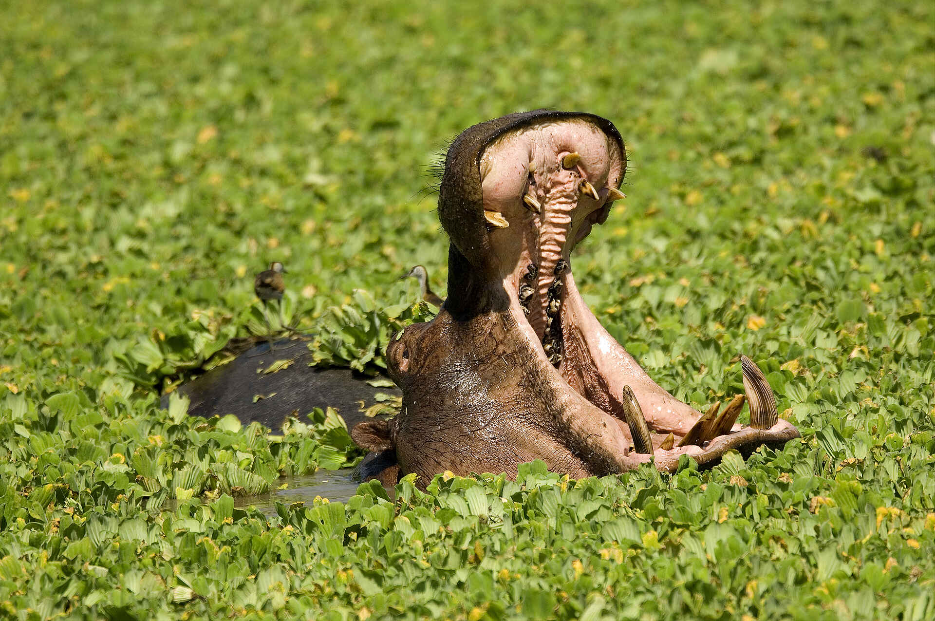 Robin Pope Safaris: Gähnendes Nilpferd