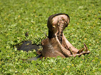 Robin Pope Safaris: Gähnendes Nilpferd