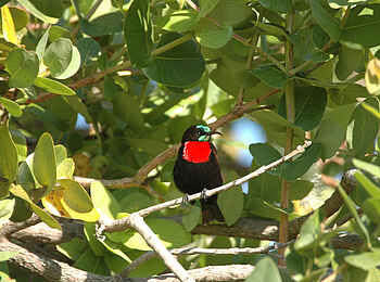 Robin Pope Safaris: Rotbrust-Glanzköpfchen