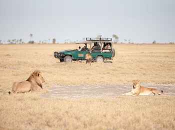 San Camp: Game Drive