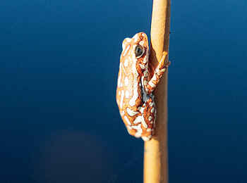 Sediba Sa Rona Lodge: Frosch