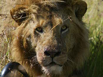 Serian Camp: Löwe über seiner Büffelbeute