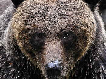 Tweedsmuir Park Lodge: Auf Augenhöhe mit einem Grizzly Bären