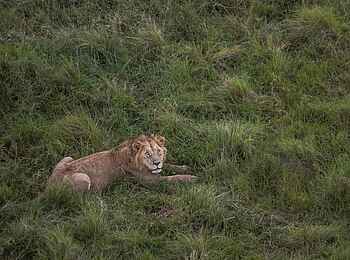 Wilderness Mara Camp: Löwe