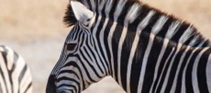 Savute
