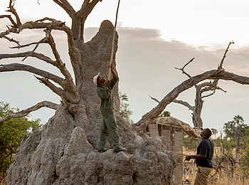 Gomoti Private Camp: Baumstamm