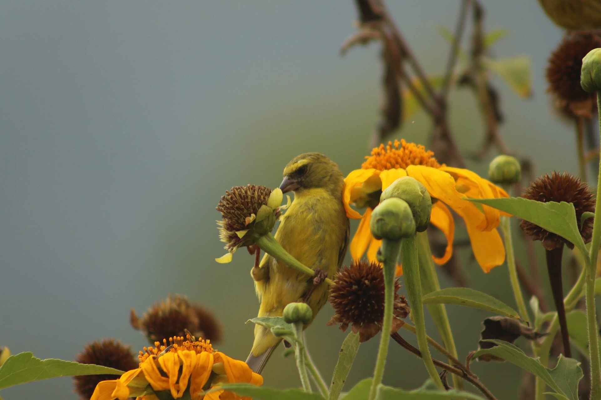 Ichumbi Gorilla Lodge: Gartenvogel Bwindi Impenetrable Forest National Park, Gorilla Habituation Experience, Gorilla Trekking, Ichumbi Gorilla Lodge, Rushaga, Afrikarma, Afrikarma Safaris, Afrikarma Safaris - Wildnis. Hautnah., Afrikarma.de, Garten, Vogel