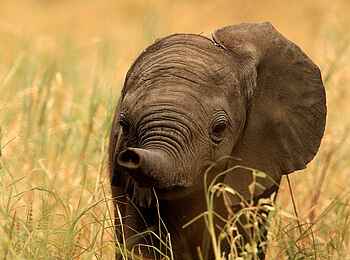 Legendary Mwiba Lodge: Baby-Elefant Legendary Mwiba Lodge: Baby-Elefant