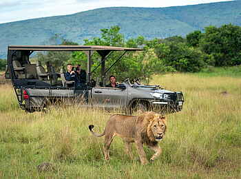 Magashi Camp: Der Löwe lässt sich vom Pirschfahrzeug nicht stören