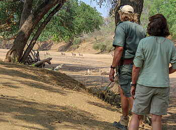 Mashatu Game Reserve: Pirsch am Flussbett