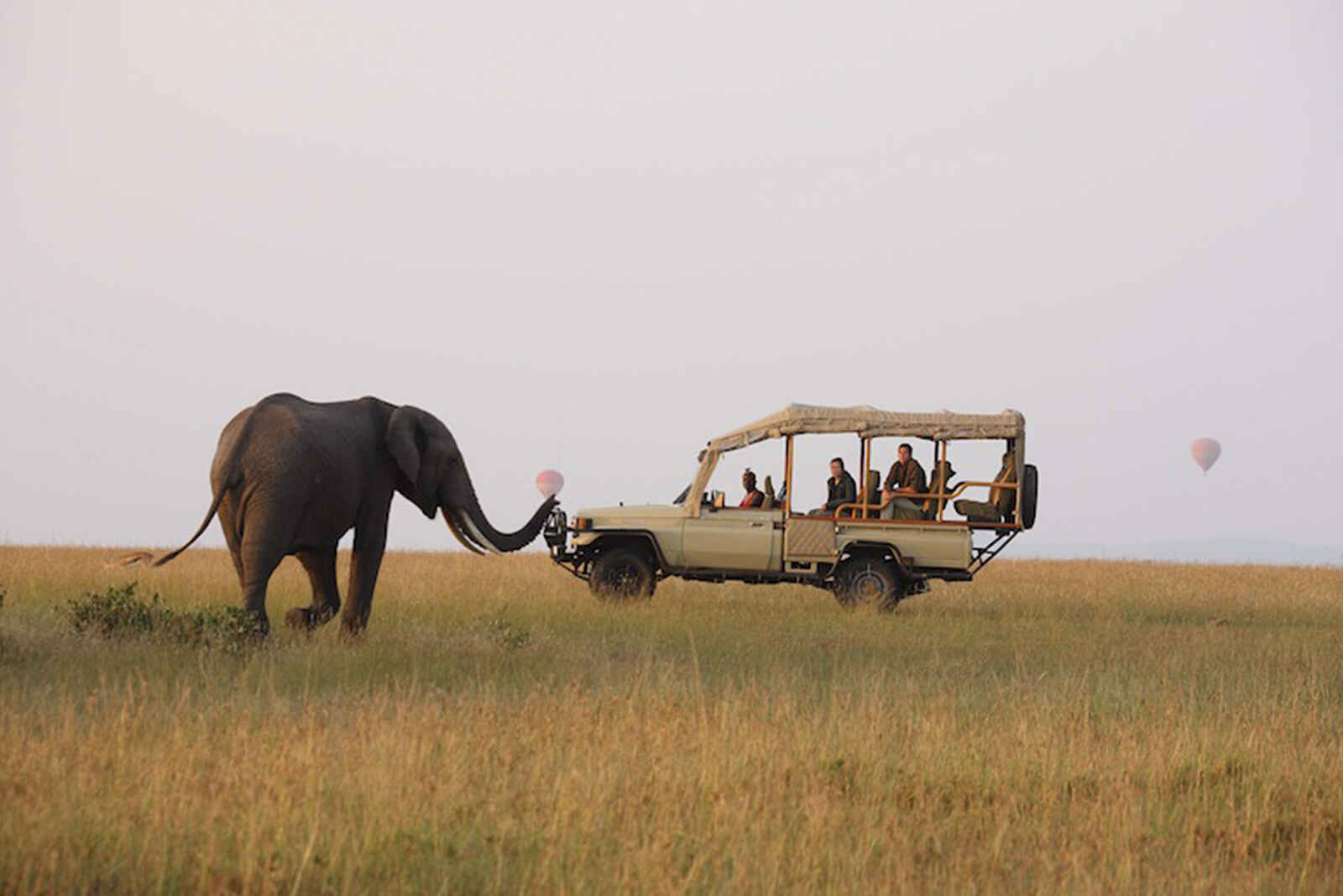 Naibor Camp: Elefant beim Game Drive Naibor Camp: Elefant beim Game Drive