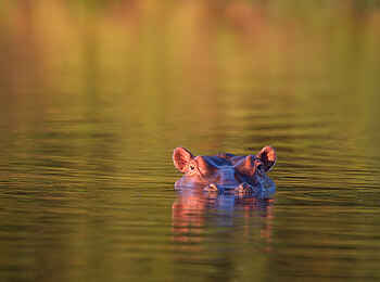 Nkonzi Bush Camp: Tauchendes Nilpferd Nkonzi Bush Camp: Tauchendes Nilpferd