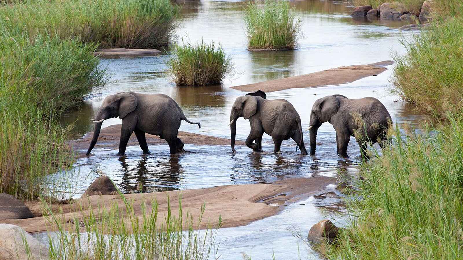 Olare Mara Kempinski: Elefanten im Flussbett Olare Mara Kempinski: Elefanten im Flussbett