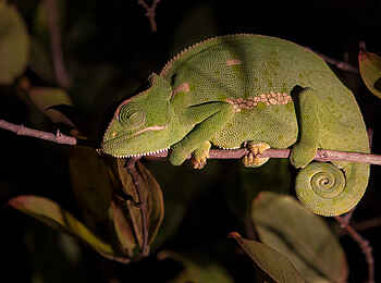 Sabi Sabi Selati Camp: Nochmehr Chamäleon Sabi Sabi Selati Camp: Nochmehr Chamäleon
