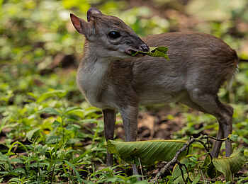 Sangha Lodge: Blue Duiker Sangha Lodge: Blue Duiker