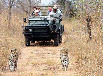 Savanna Lodge: Leoparden auf der Pirsch Savanna Lodge: Leoparden auf der Pirsch